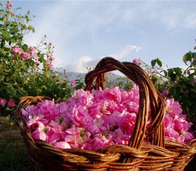 bulgaria-flowers